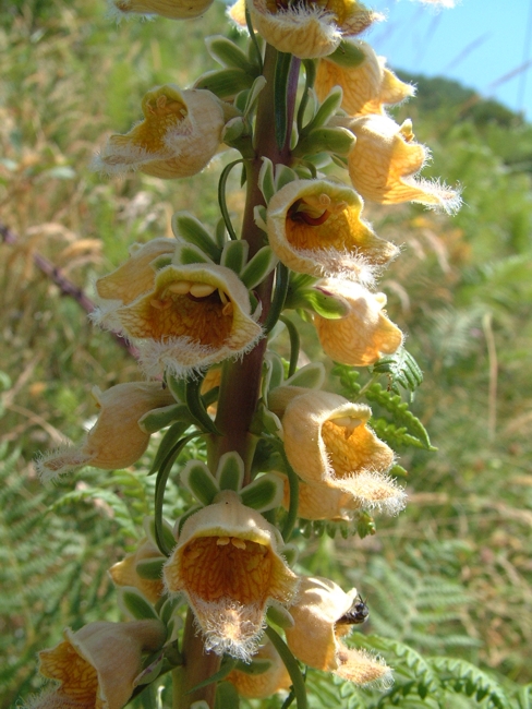 Digitalis ferruginea / Digitale bruna